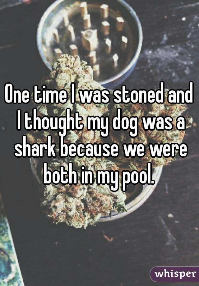 One time I was stoned and I thought my dog was a shark because we were both in my pool. 