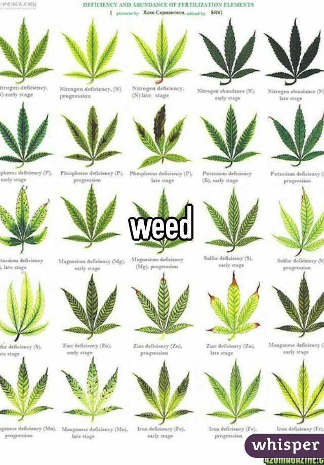  weed 