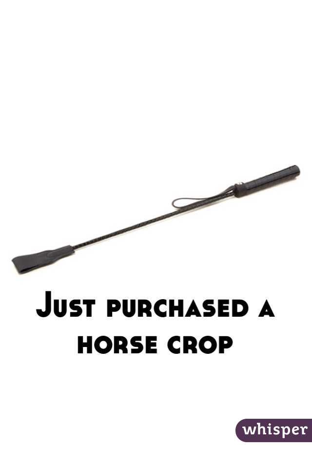 Just purchased a horse crop