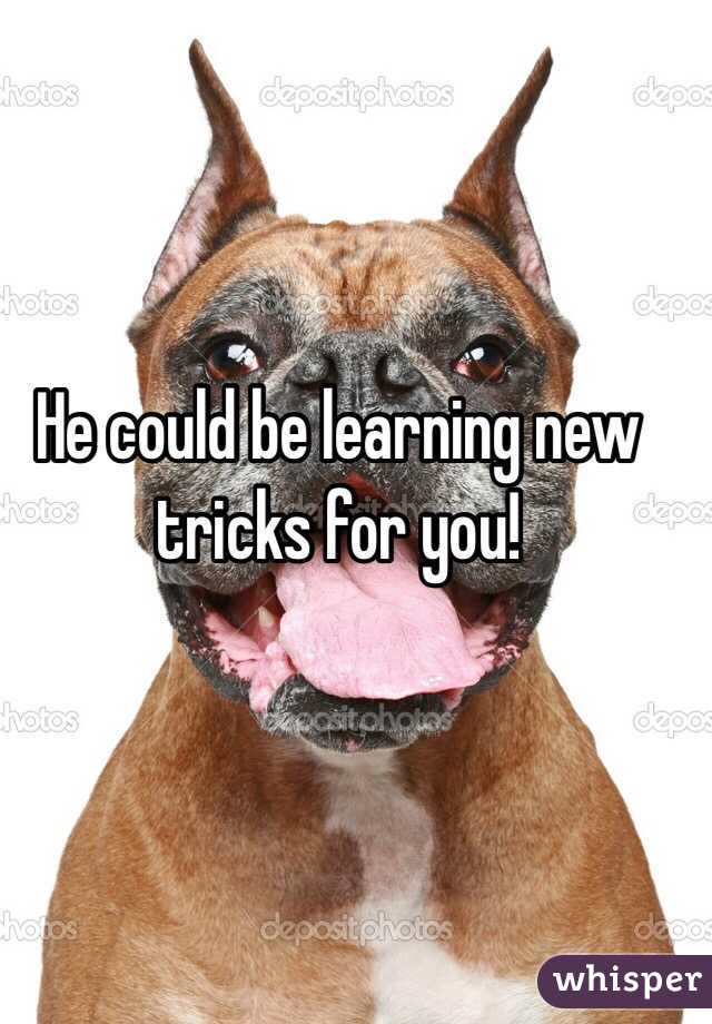 He could be learning new tricks for you!