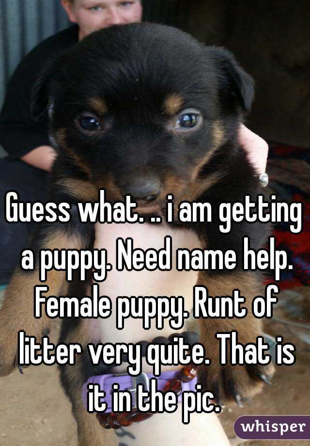 Guess what. .. i am getting a puppy. Need name help. Female puppy. Runt of litter very quite. That is it in the pic. 
