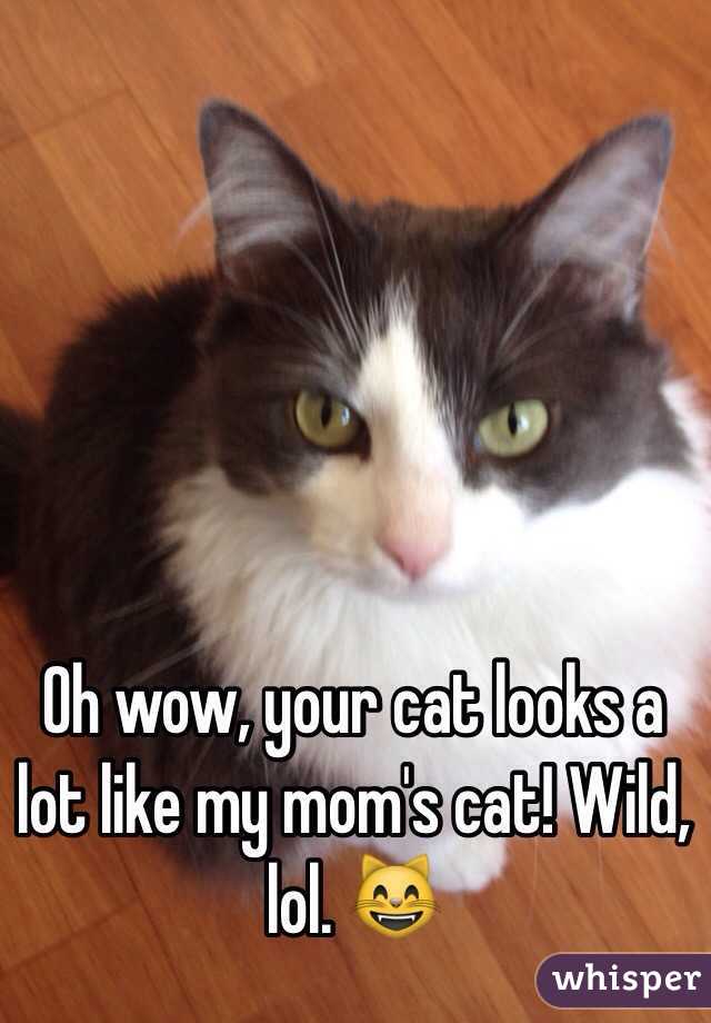 Oh wow, your cat looks a lot like my mom's cat! Wild, lol. ðŸ˜¸