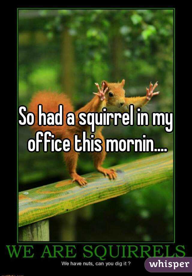 So had a squirrel in my office this mornin....