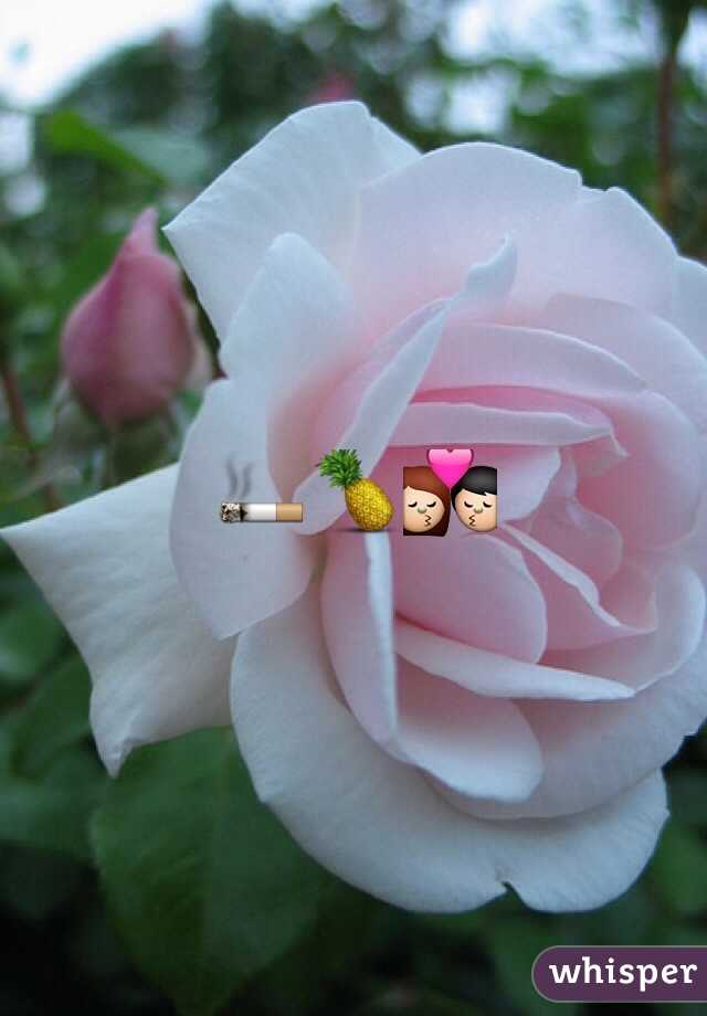 🚬🍍💏