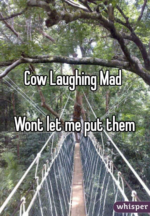 Cow Laughing Mad 

Wont let me put them