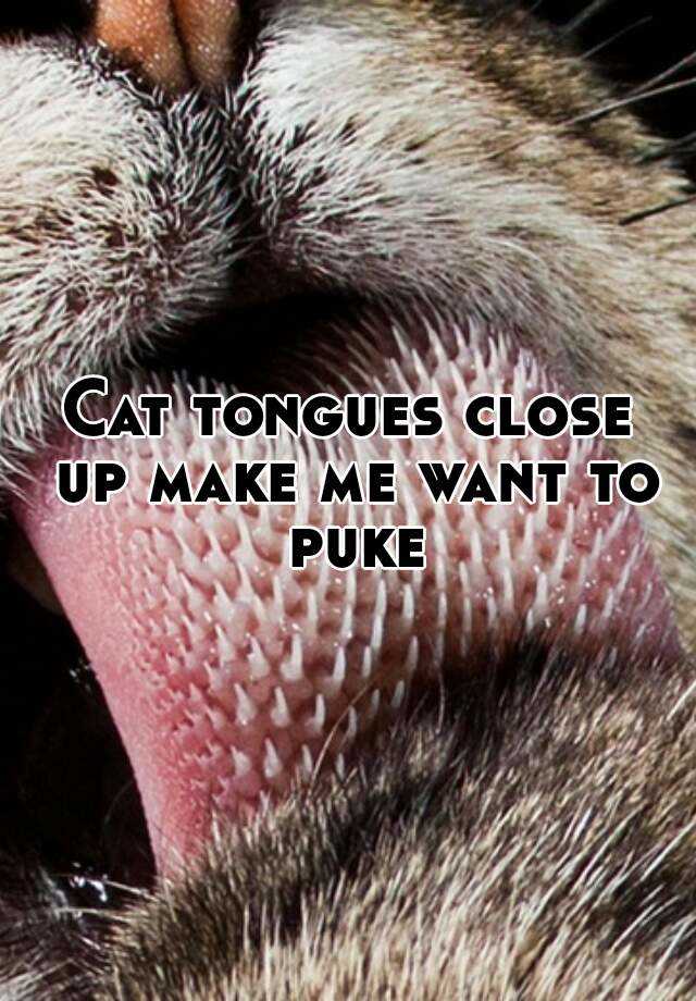 Cat tongues close up make me want to puke