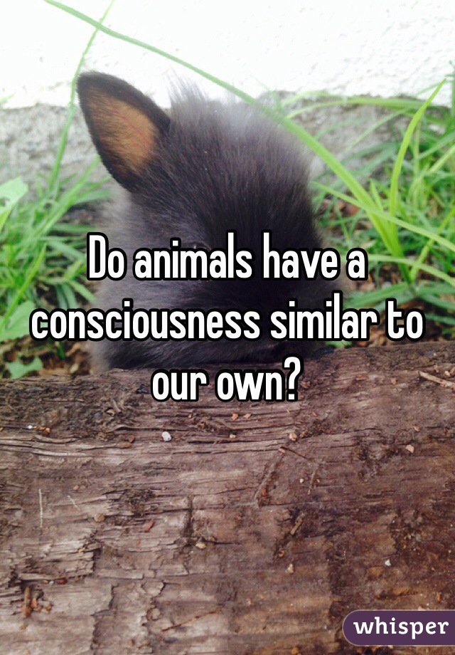 do-animals-have-a-consciousness-similar-to-our-own