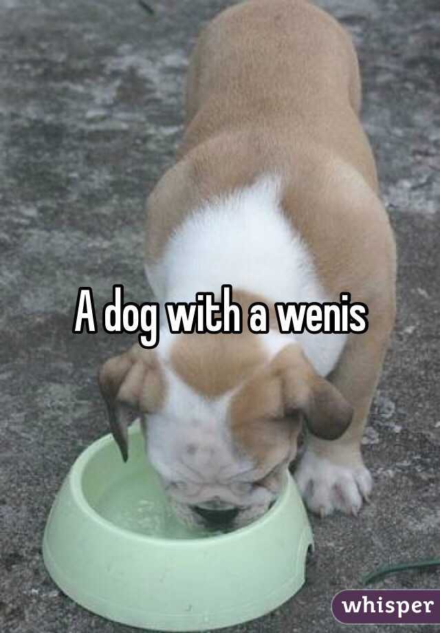 A dog with a wenis