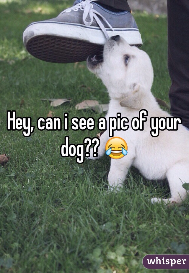 Hey, can i see a pic of your dog?? 😂