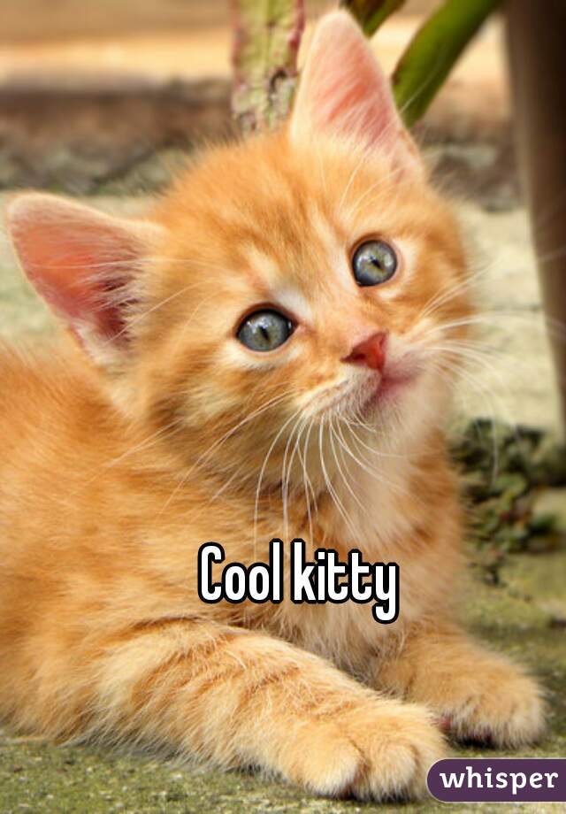 Cool kitty