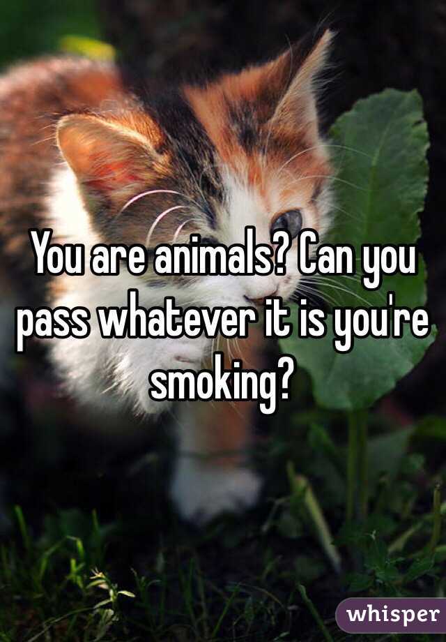 You are animals? Can you pass whatever it is you're smoking?