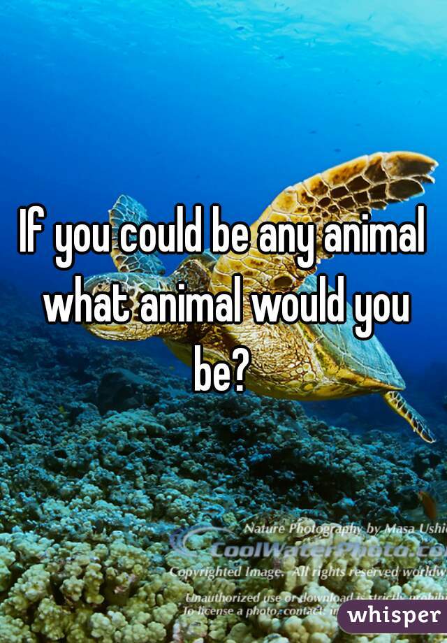 If you could be any animal what animal would you be? 