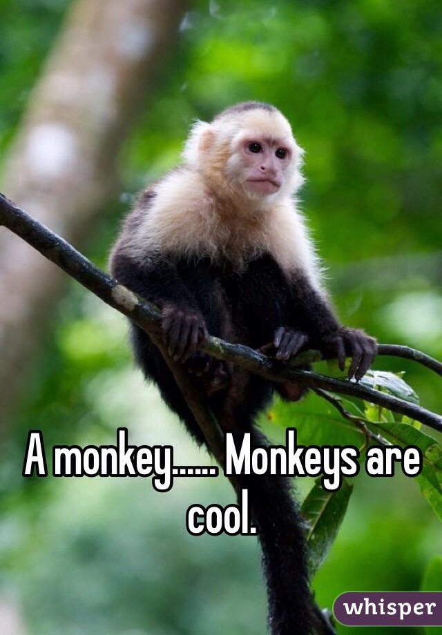 A monkey...... Monkeys are cool.