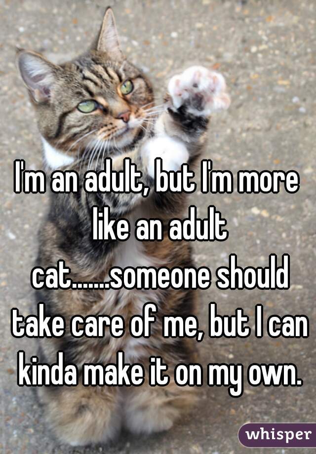 Image result for i am an adult, but like an adult cat