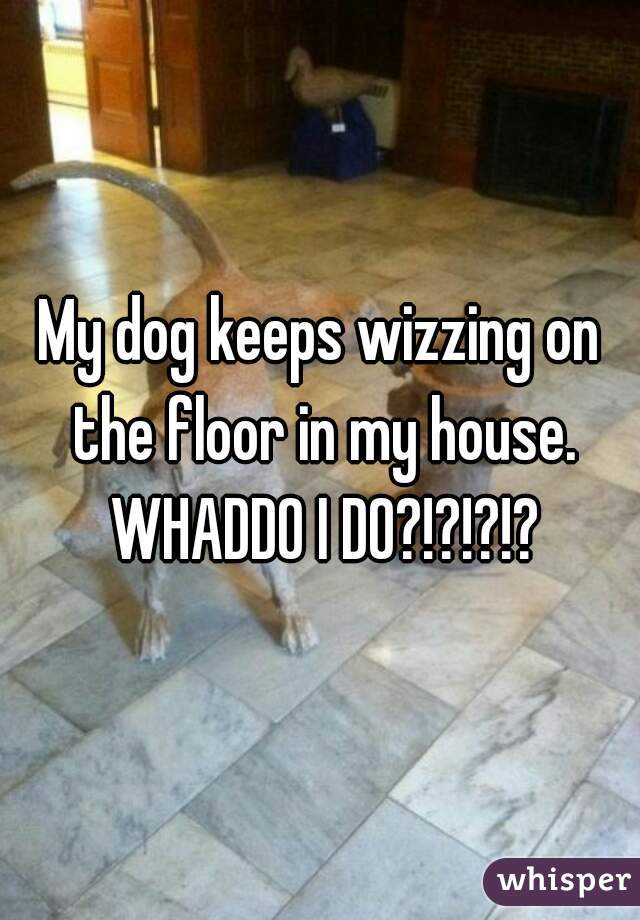 My dog keeps wizzing on the floor in my house. WHADDO I DO?!?!?!?