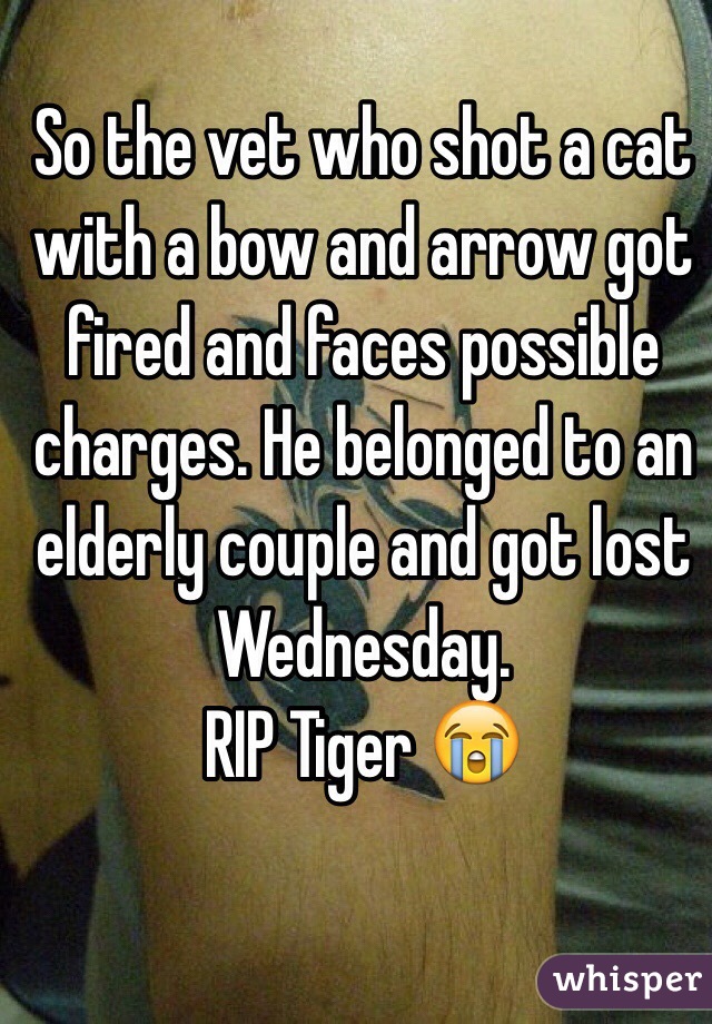 So the vet who shot a cat with a bow and arrow got fired and faces possible charges. He belonged to an elderly couple and got lost Wednesday.
RIP Tiger 😭