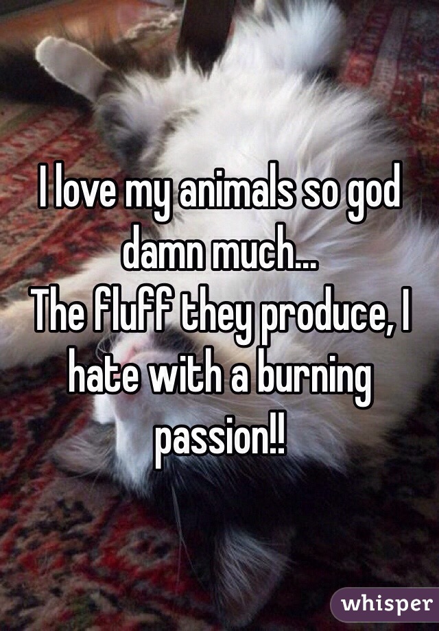 I love my animals so god damn much...
The fluff they produce, I hate with a burning passion!! 
