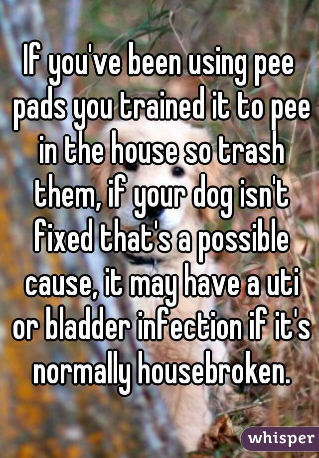 If you've been using pee pads you trained it to pee in the house so trash them, if your dog isn't fixed that's a possible cause, it may have a uti or bladder infection if it's normally housebroken.