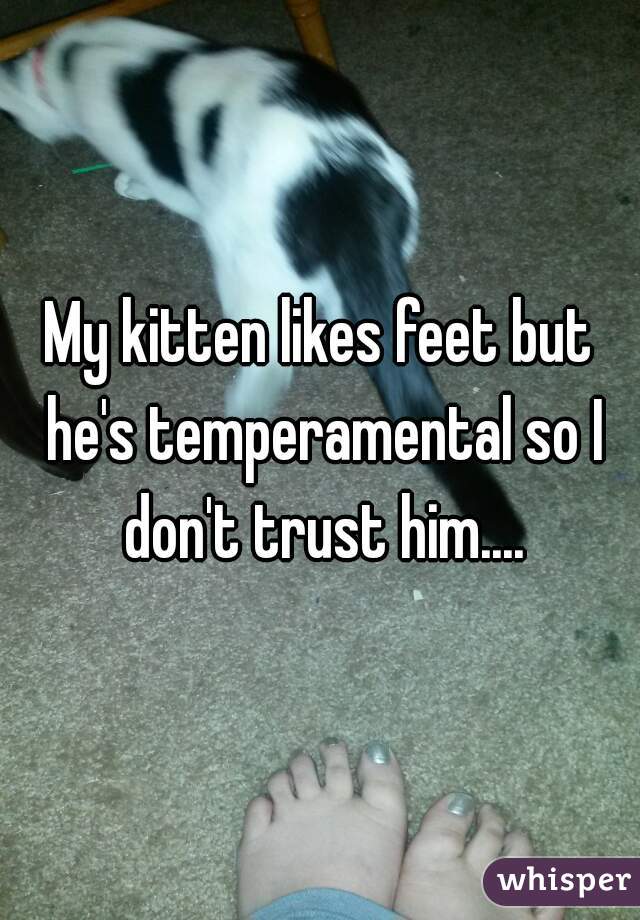 My kitten likes feet but he's temperamental so I don't trust him....