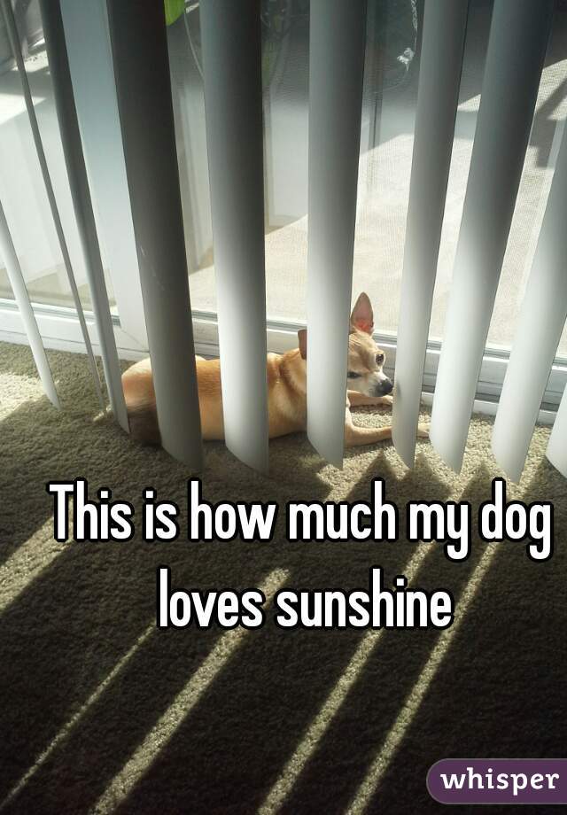 This is how much my dog loves sunshine