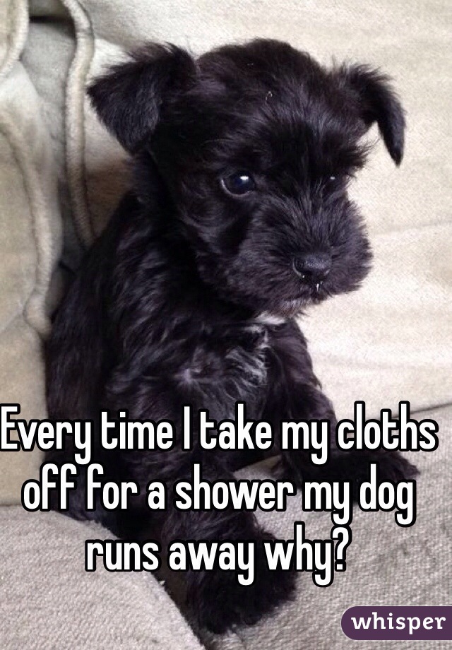 Every time I take my cloths off for a shower my dog runs away why?