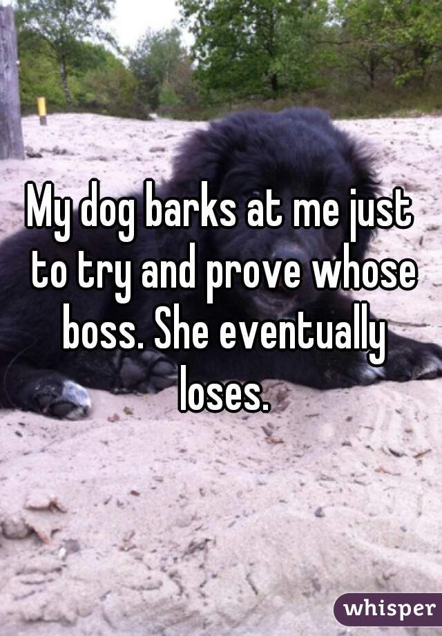 My dog barks at me just to try and prove whose boss. She eventually loses.
