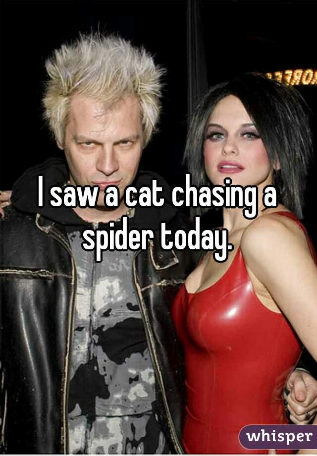 I saw a cat chasing a spider today. 