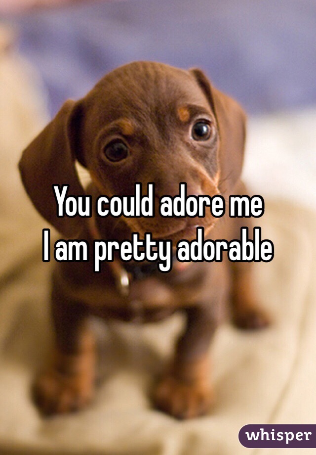 You could adore me
I am pretty adorable 
