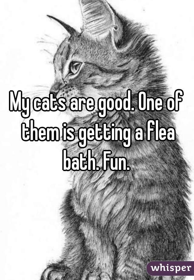 My cats are good. One of them is getting a flea bath. Fun. 