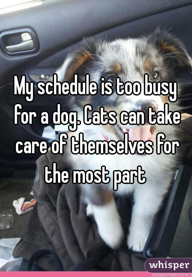 My schedule is too busy for a dog. Cats can take care of themselves for the most part 