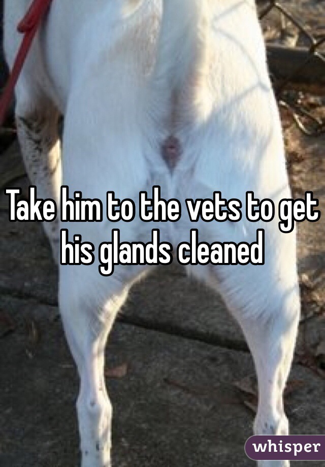Take him to the vets to get his glands cleaned 