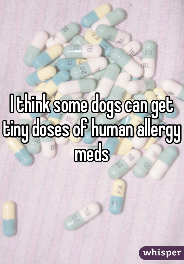 I think some dogs can get tiny doses of human allergy meds 