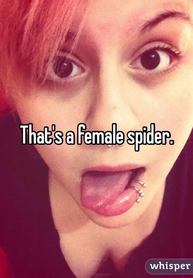 That's a female spider. 