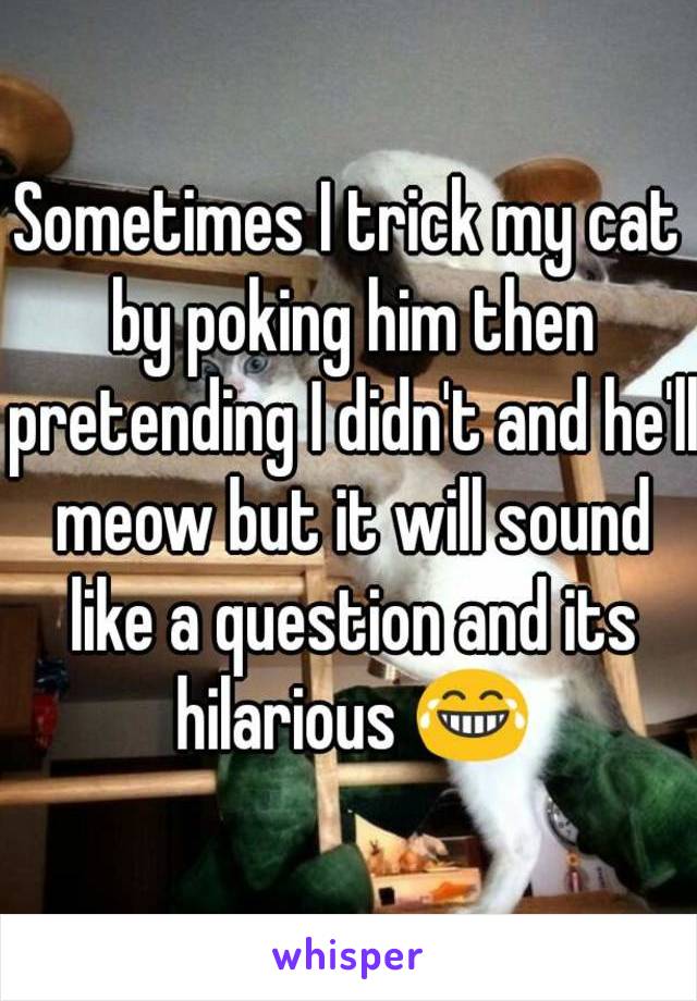 Sometimes I trick my cat by poking him then pretending I didn't and he'll meow but it will sound like a question and its hilarious 😂