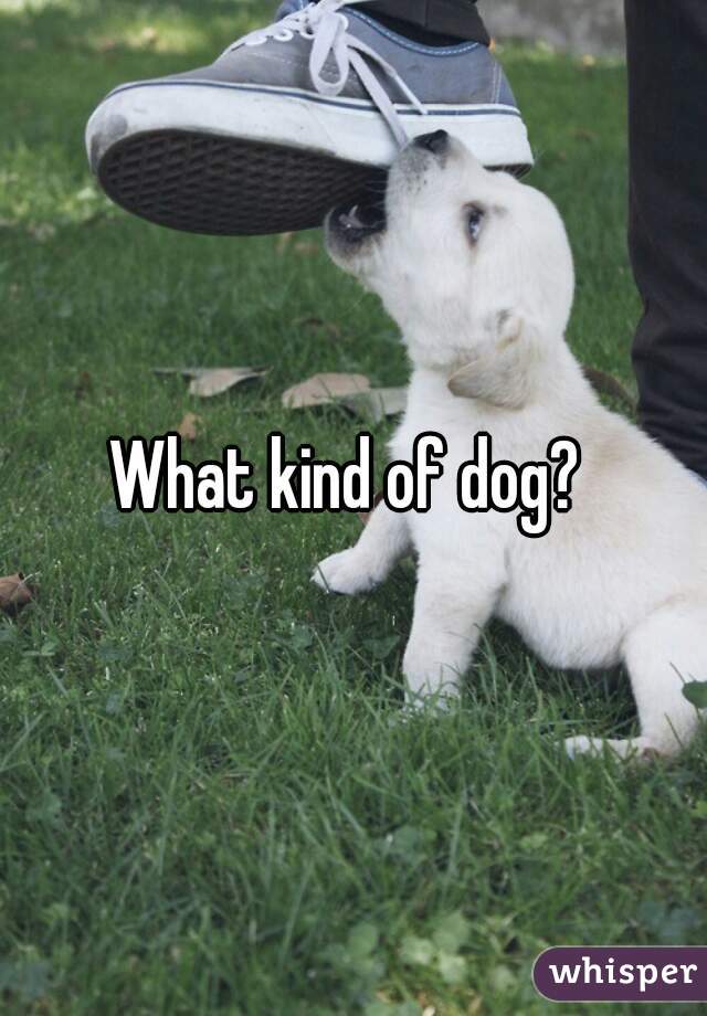 What kind of dog? 