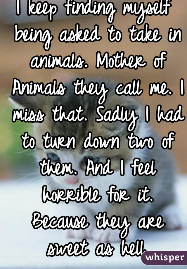 I keep finding myself being asked to take in animals. Mother of Animals they call me. I miss that. Sadly I had to turn down two of them. And I feel horrible for it. Because they are sweet as hell.