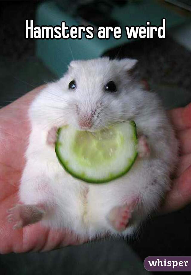 Hamsters are weird
