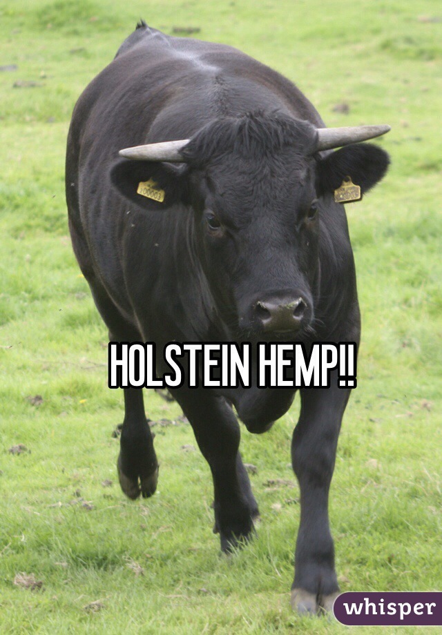 HOLSTEIN HEMP!!