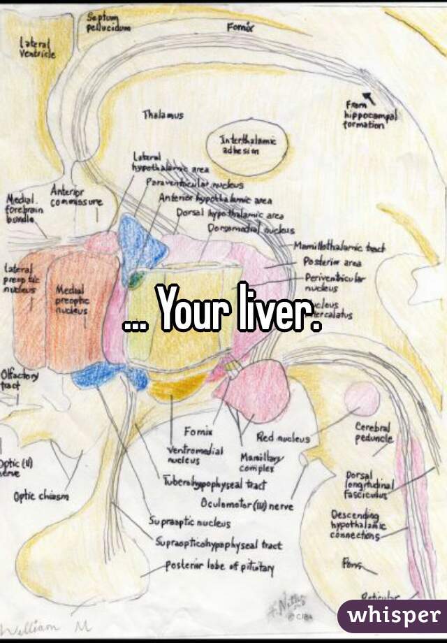... Your liver.