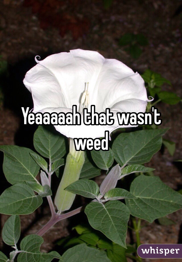Yeaaaaah that wasn't weed