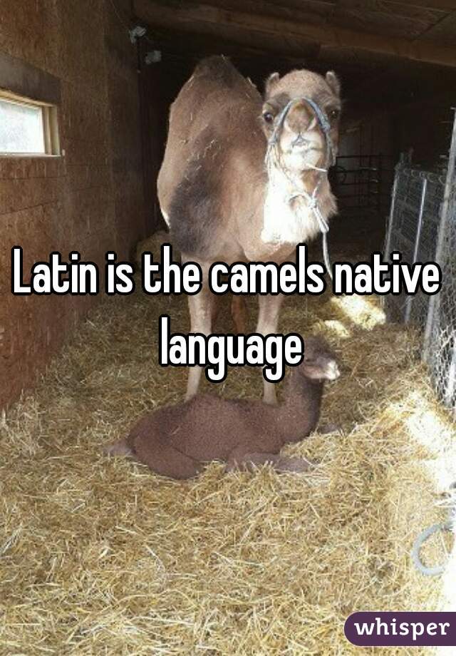 Latin is the camels native language