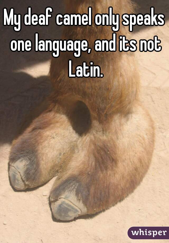 My deaf camel only speaks one language, and its not Latin.
