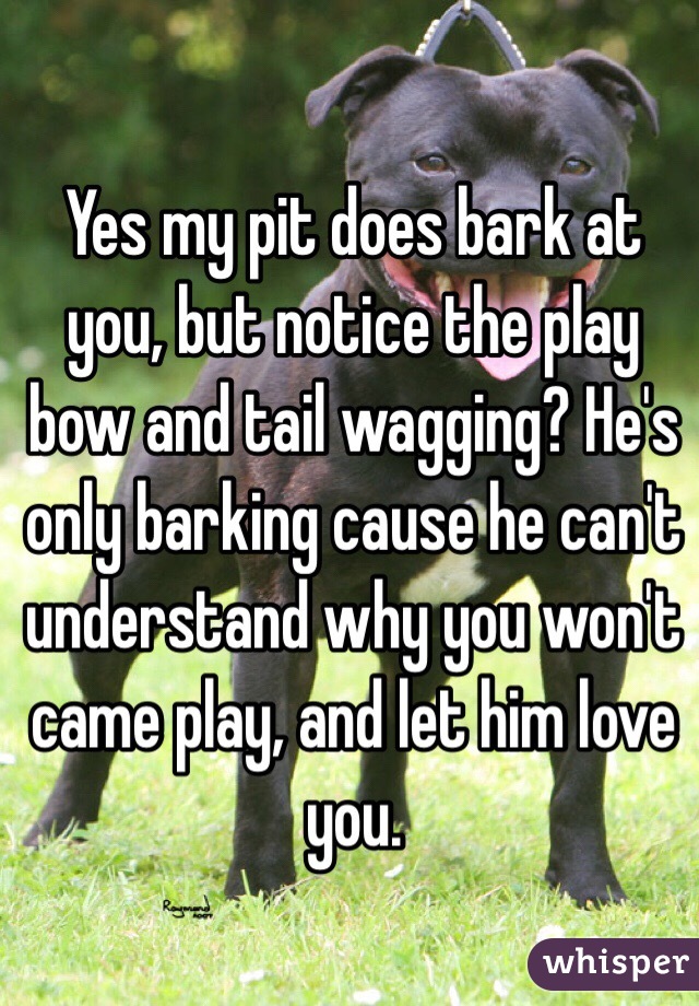 Yes my pit does bark at you, but notice the play bow and tail wagging? He's only barking cause he can't understand why you won't came play, and let him love you.