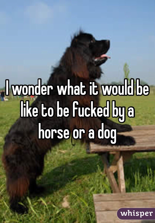 I wonder what it would be like to be fucked by a horse or a dog