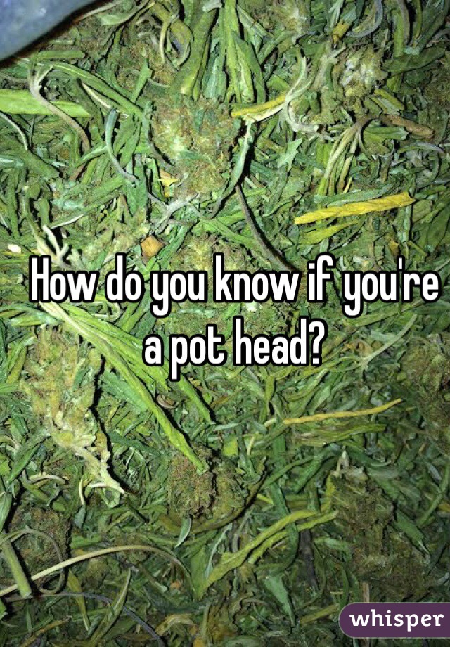 How do you know if you're a pot head?