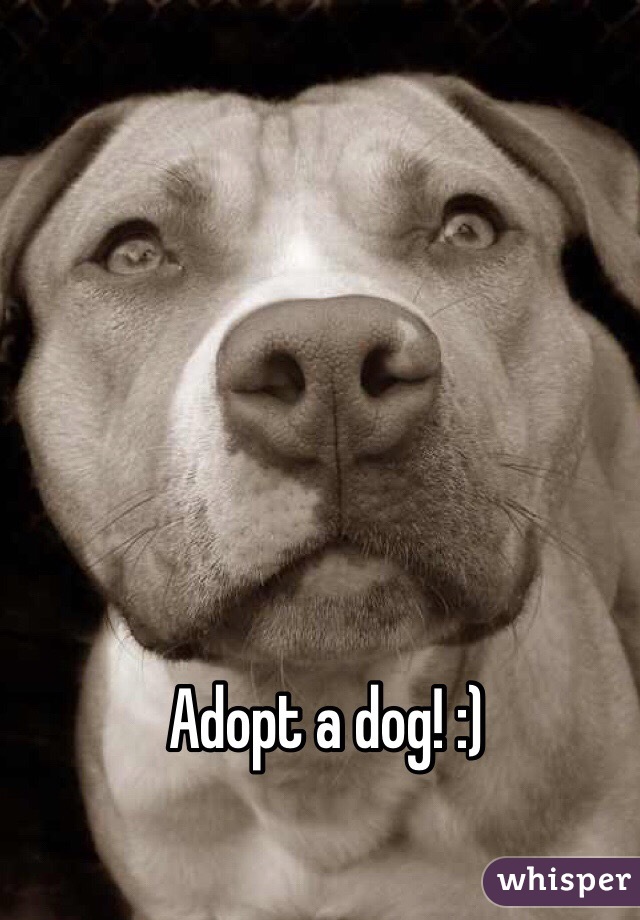 Adopt a dog! :)