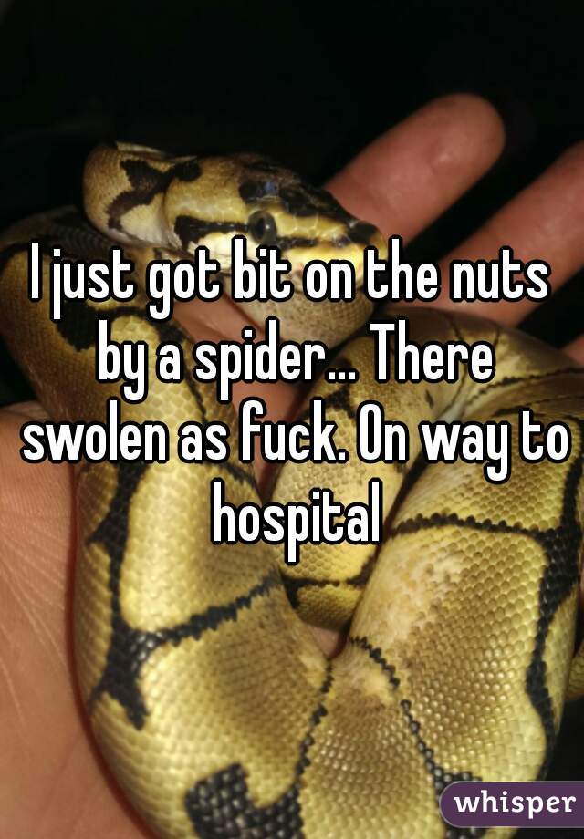 I just got bit on the nuts by a spider... There swolen as fuck. On way to hospital
