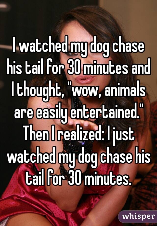 I watched my dog chase his tail for 30 minutes and I thought, "wow, animals are easily entertained."  Then I realized: I just watched my dog chase his tail for 30 minutes.