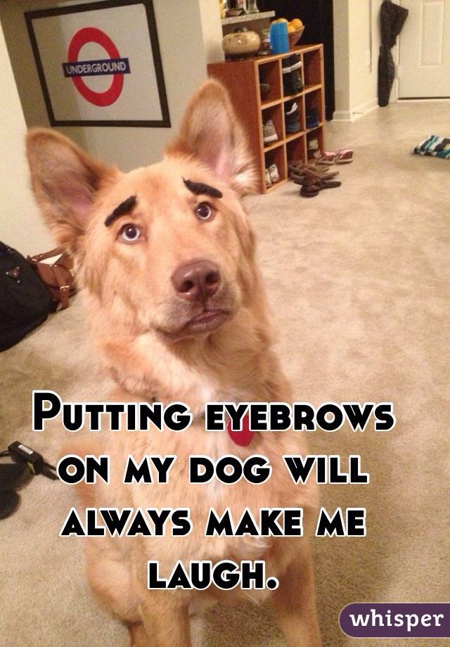 Putting eyebrows on my dog will always make me laugh. 