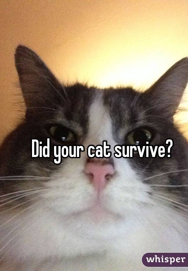 Did your cat survive? 